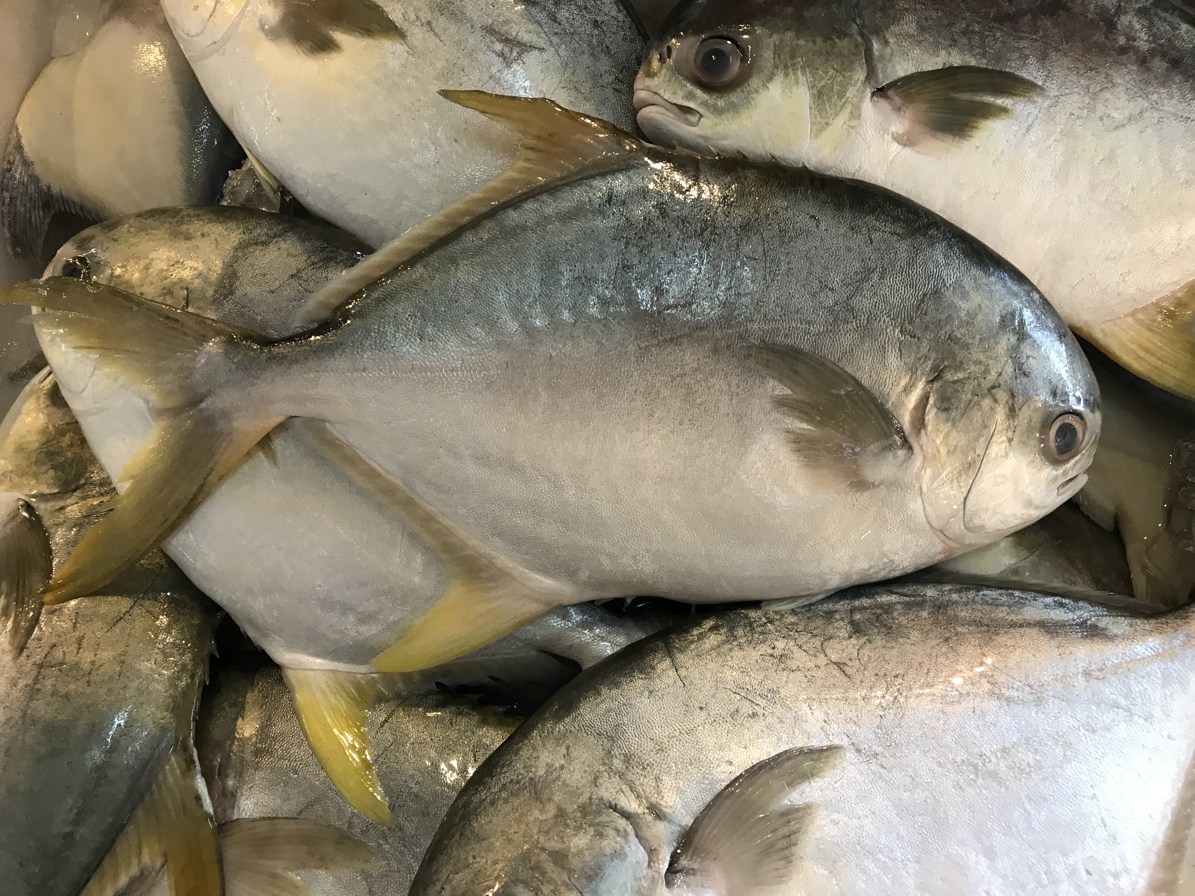 ปลาจะละเม็ดสีทอง