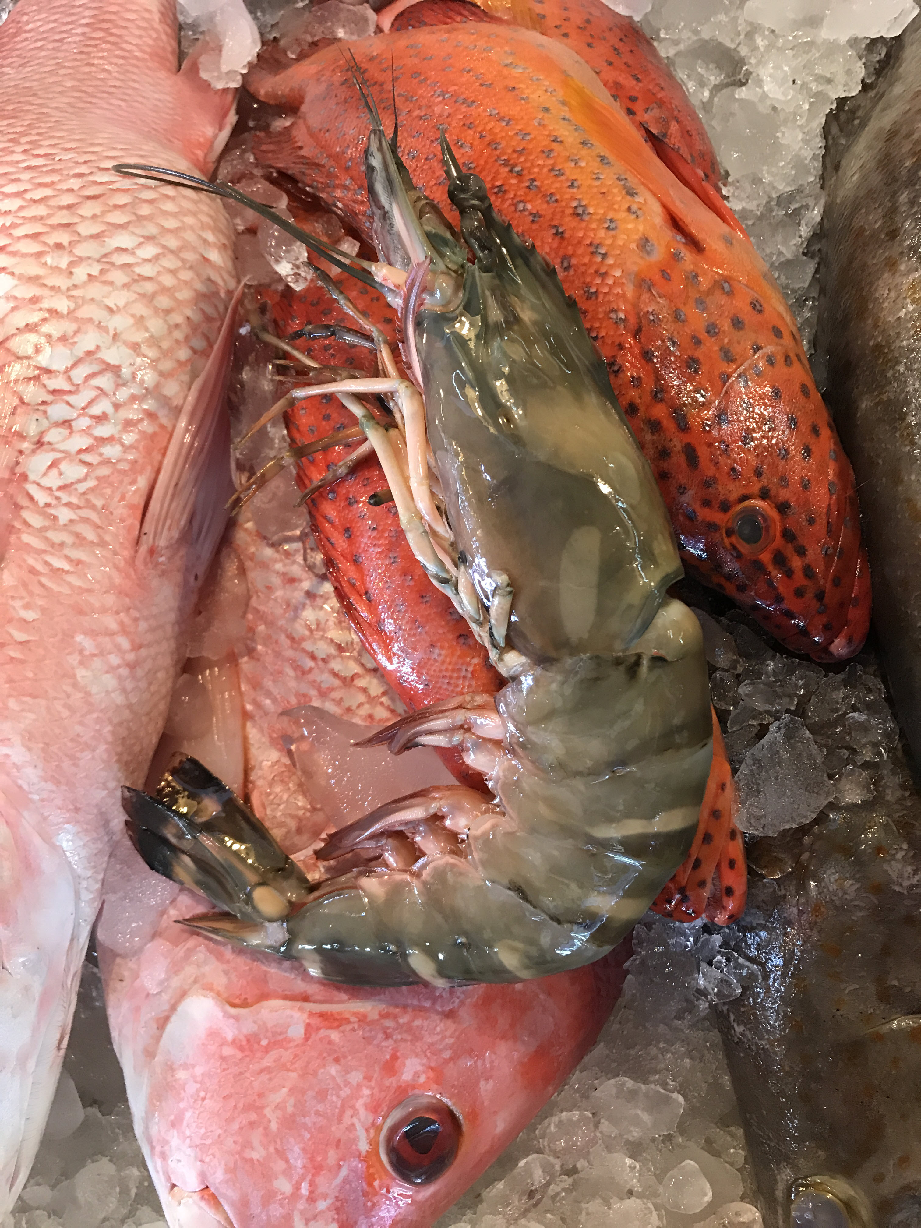กุ้งลายเสือ (กุ้งม้าลาย) (ขนาด 2-3 ตัว/1 กิโล)