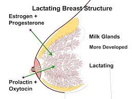 Prolactin - Functions - Regulation - Secretion - TeachMePhysiology