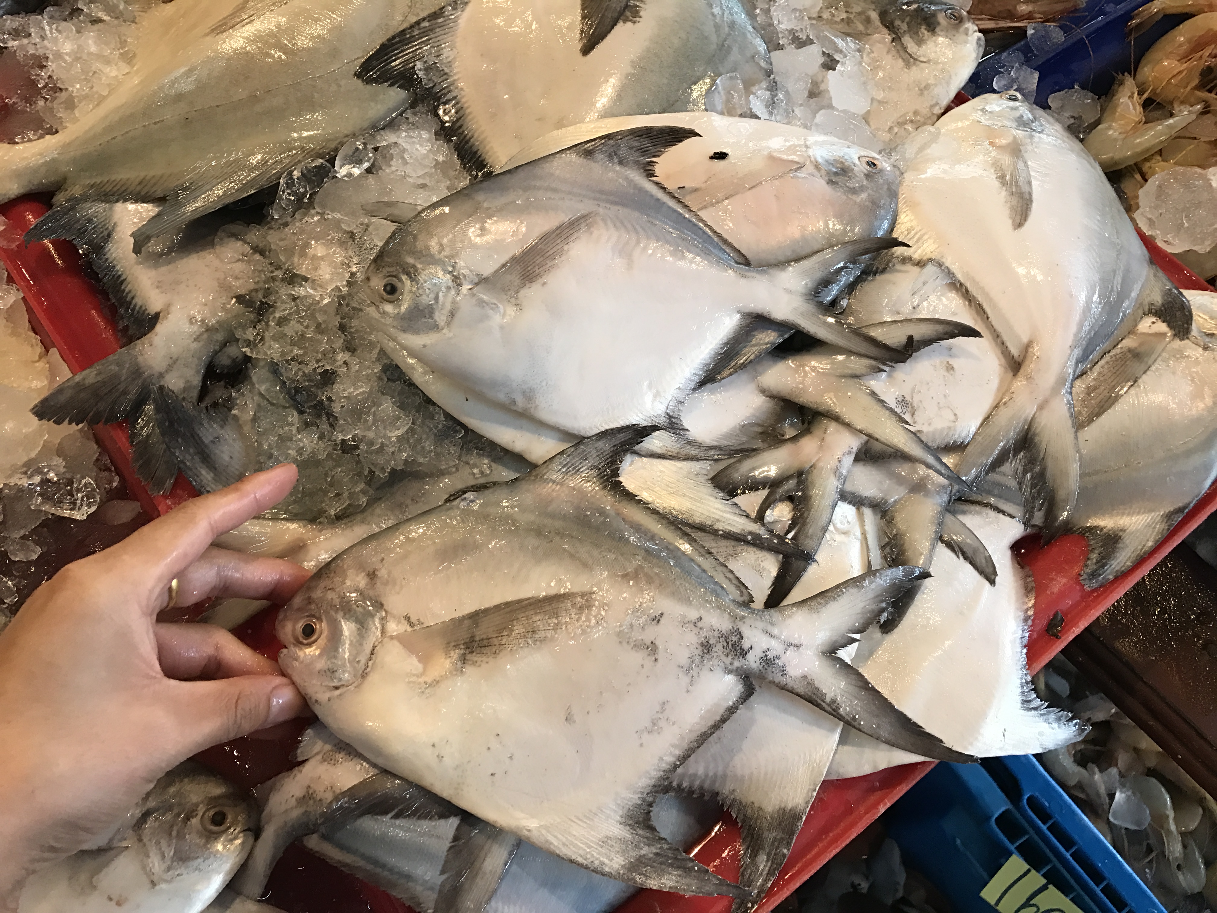 ปลาจะละเม็ดขาว (ขนาด 3-4 ตัว/1กิโล)