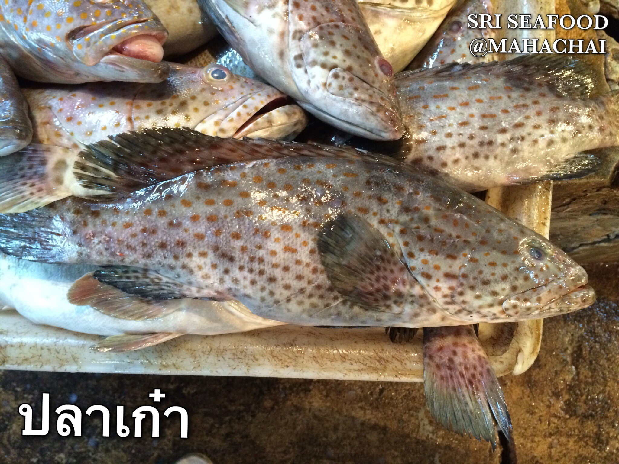 ปลาเก๋าดำ (ตัวละ 1-2 กิโล)
