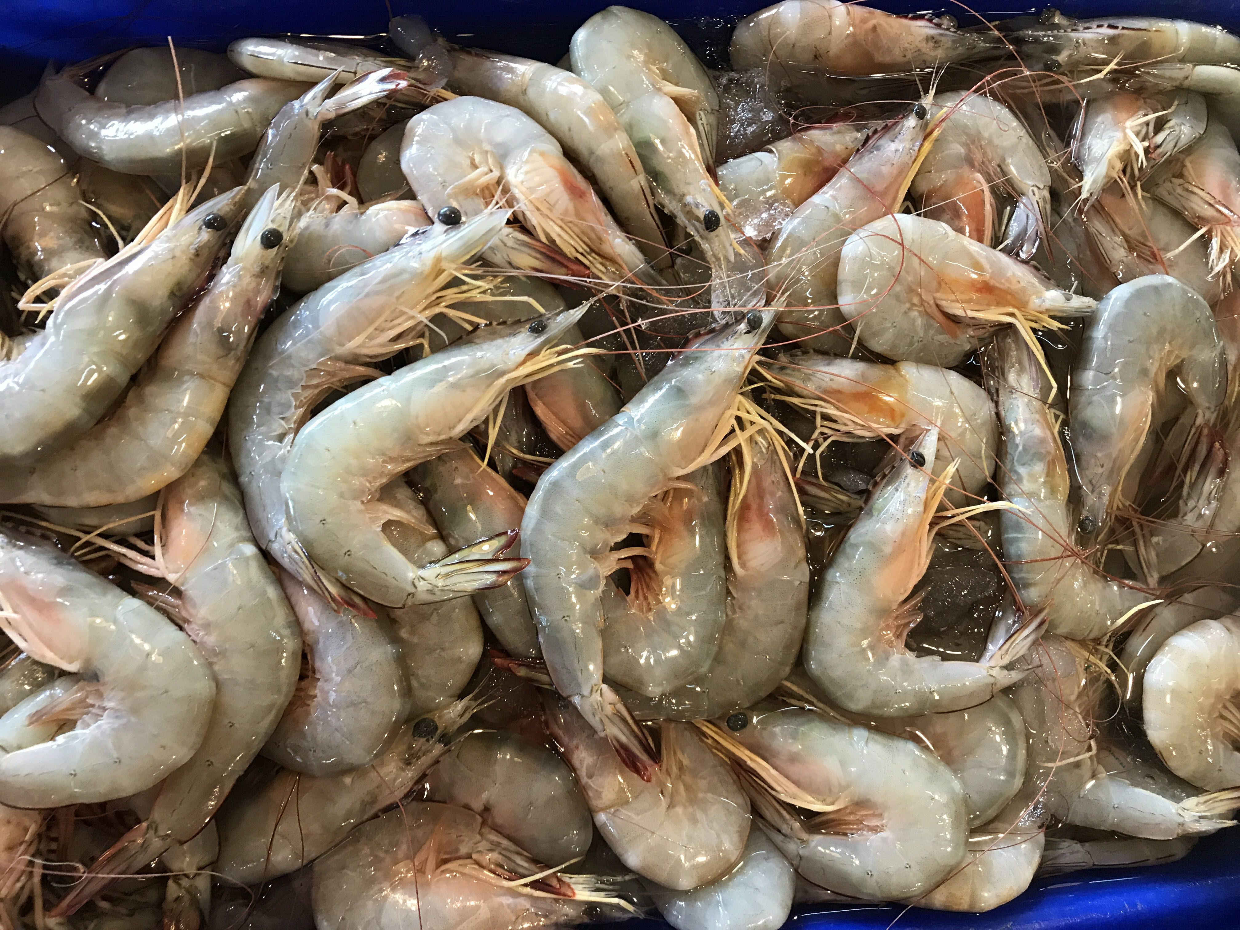 กุ้งแชบ๊วยทะเล (ขนาด 20-25 ตัว/1 กิโล)