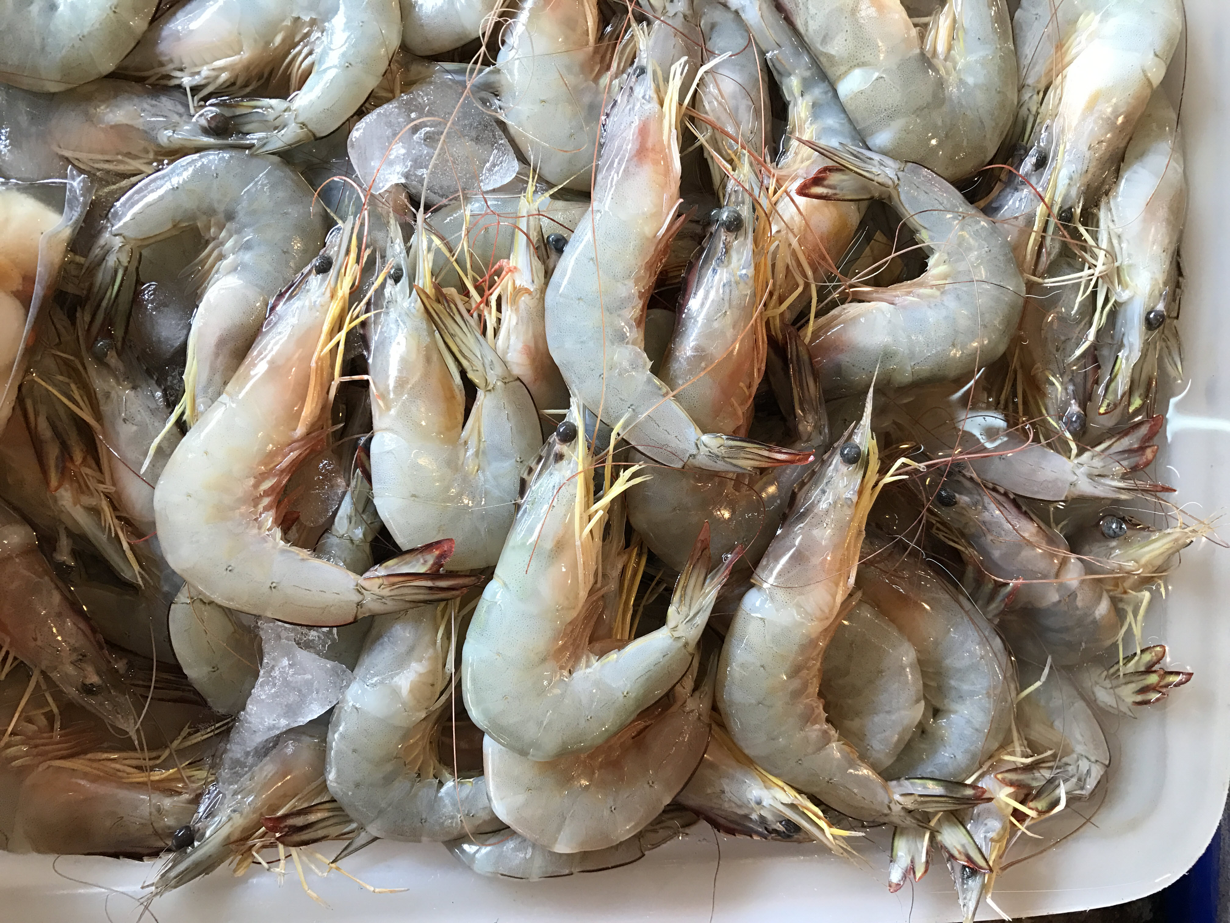 กุ้งแชบ๊วยทะเล (ขนาด 20-25 ตัว/1 กิโล)