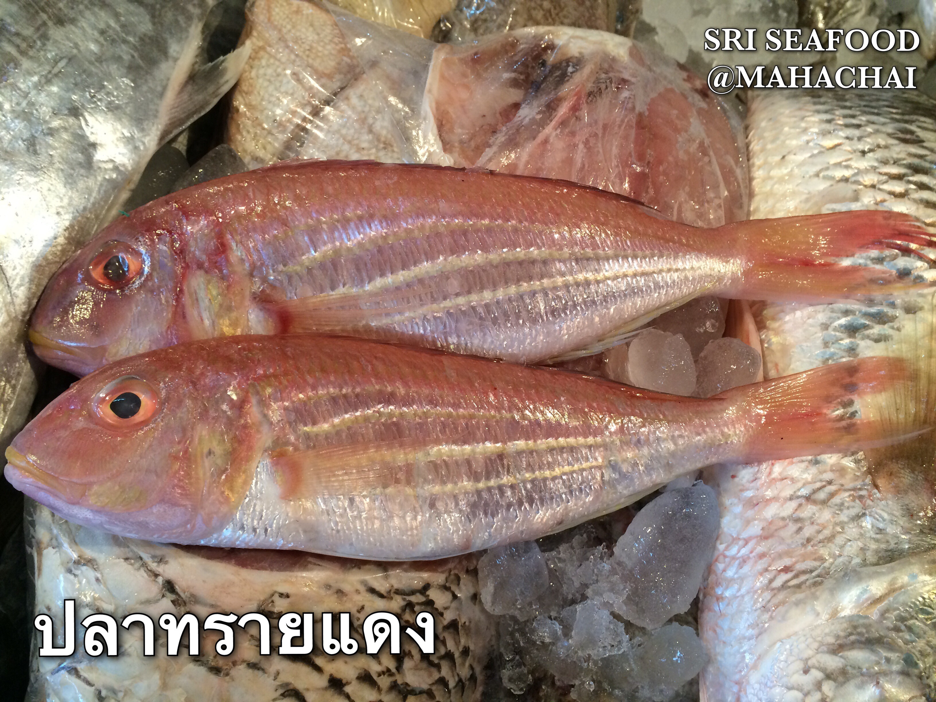 ปลาทรายแดง