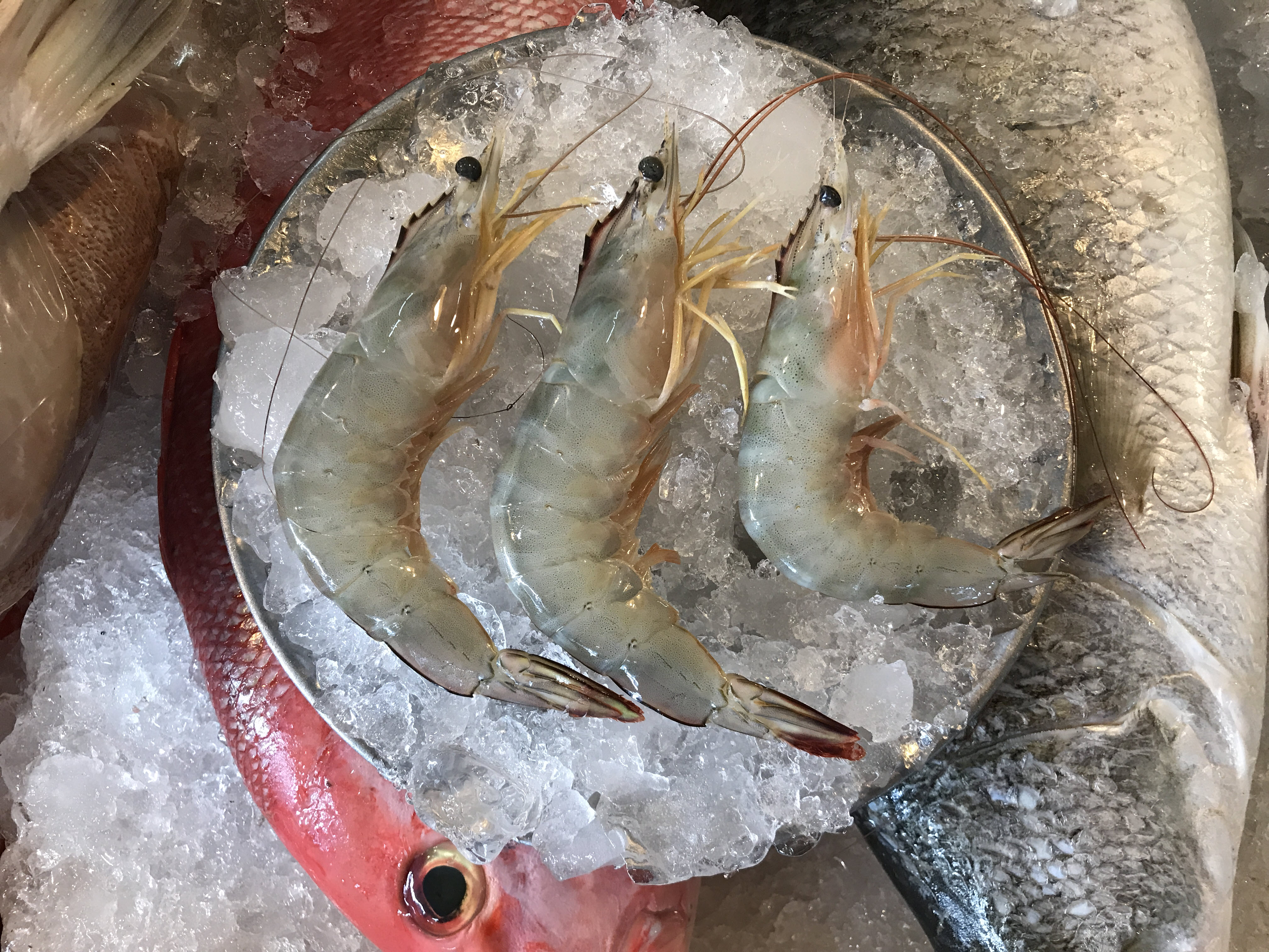 กุ้งแชบ๊วยทะเล (ขนาด 10-15 ตัว/1 กิโล)