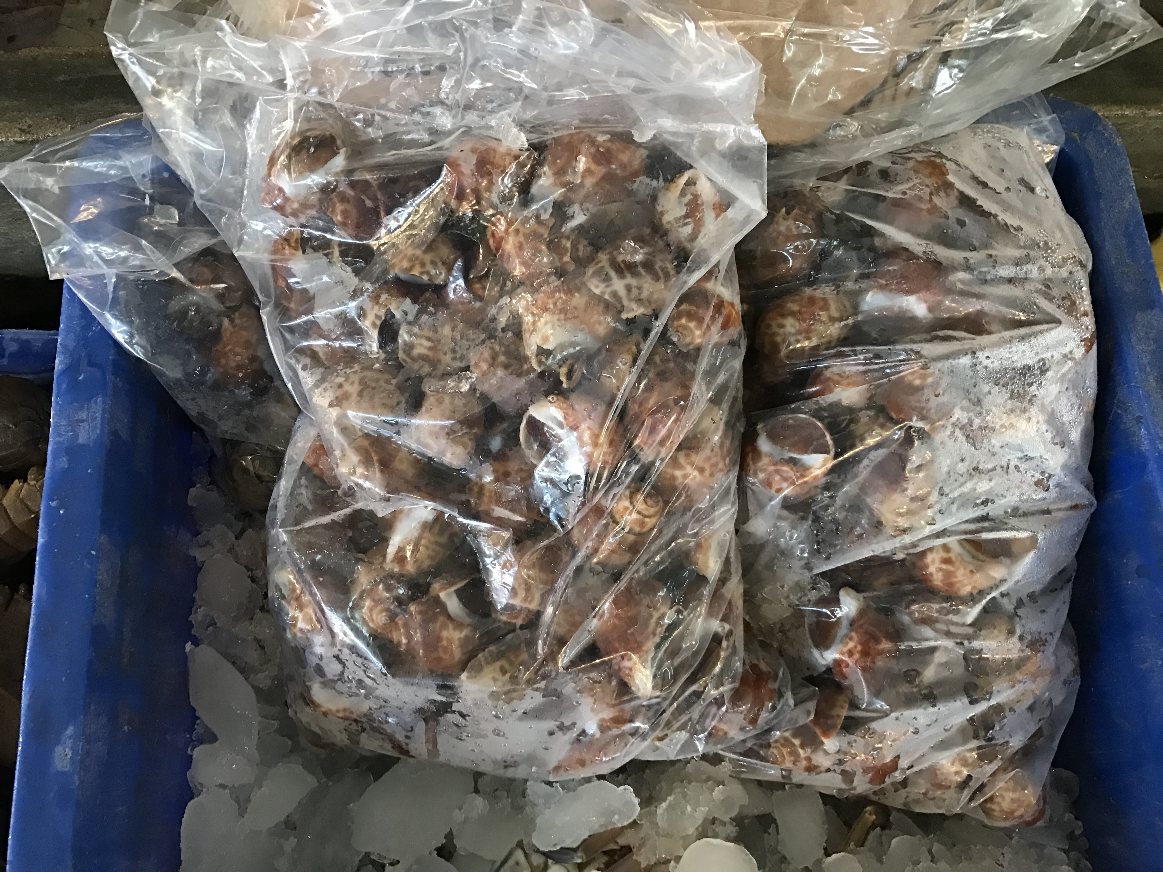 หอยหวาน (ขนาด 20-30 ตัว/1กิโล)