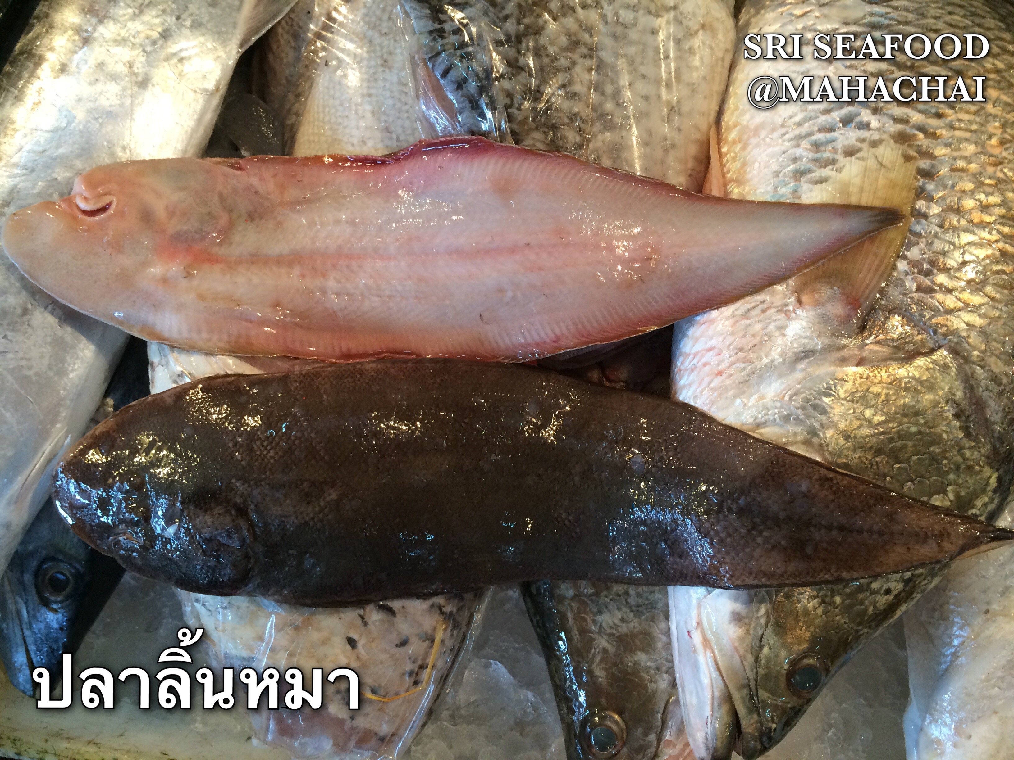 ปลาลิ้นหมา