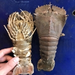 กั้งกระดาน (ขนาด 5-8 ตัว/1กิโล)