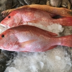 ปลากะพงแดง