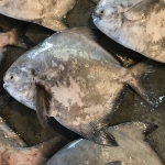 ปลาเต๋าเต้ย (จะละเม็ดสีเทา)