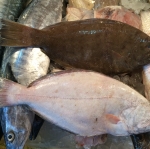 ปลาตาเดียว