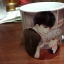 แก้วซ่อนลาย sense book (write a story of us พระเอกในนิยาย... คือคุณชายในชีวิตจริง, boyfriend mode หึงโหด... โคตรแฟน)